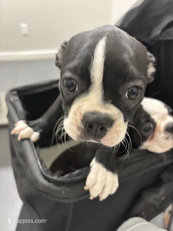 Sammie G – Boston Terrier puppy for sale in Tuscaloosa, AL