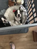 Blazer, a male Boston Terrier for sale in Tuscaloosa, AL – 3 of 5