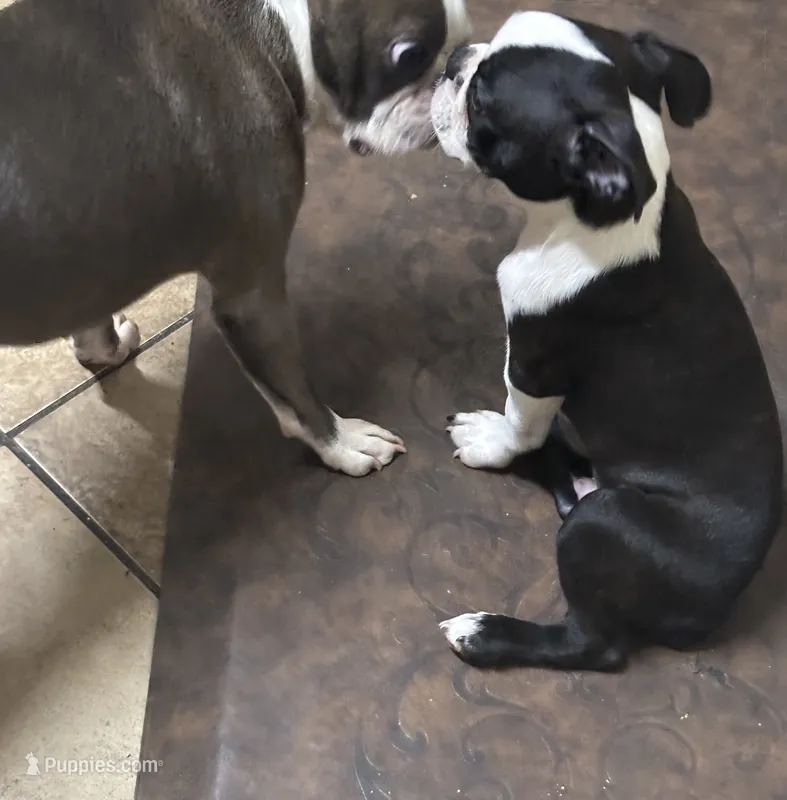 Blazer – Boston Terrier puppy for sale in Tuscaloosa, AL