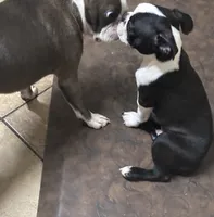 Blazer, a male Boston Terrier for sale in Tuscaloosa, AL – 1 of 5