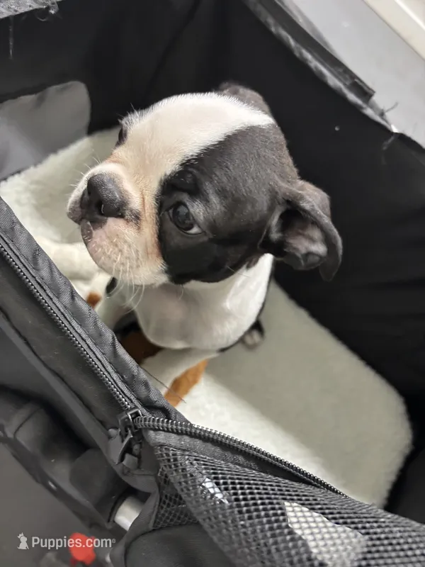 Blazer – Boston Terrier puppy for sale in Tuscaloosa, AL