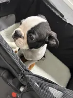 Blazer, a male Boston Terrier for sale in Tuscaloosa, AL – 2 of 5