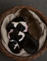 Gus, a male Boston Terrier for sale in Tuscaloosa, AL – 2 of 2