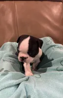 Blazer, a male Boston Terrier for sale in Tuscaloosa, AL – 2 of 3
