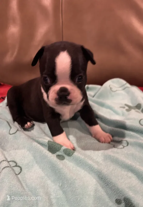 Gus – Boston Terrier puppy for sale in Tuscaloosa, AL