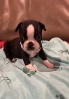 Gus, a male Boston Terrier for sale in Tuscaloosa, AL – 1 of 2