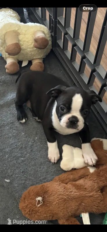Gus – Boston Terrier puppy for sale in Tuscaloosa, AL