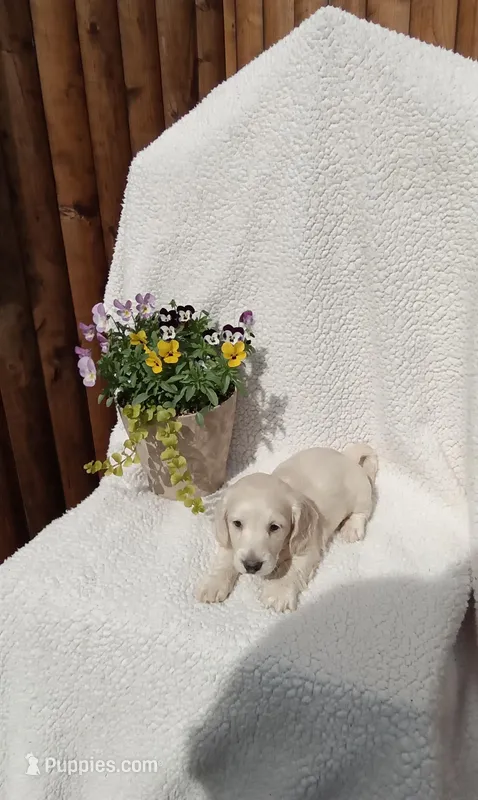 AKC Charlie  – Miniature Dachshund puppy for sale in Christiana, PA
