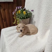 AKC Max, a male Miniature Dachshund for sale in Christiana, PA – Photo 3 of 6