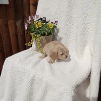 AKC Max, a male Miniature Dachshund for sale in Christiana, PA – Photo 4 of 6