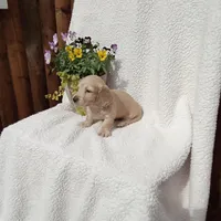 AKC Max, a male Miniature Dachshund for sale in Christiana, PA – Photo 5 of 6