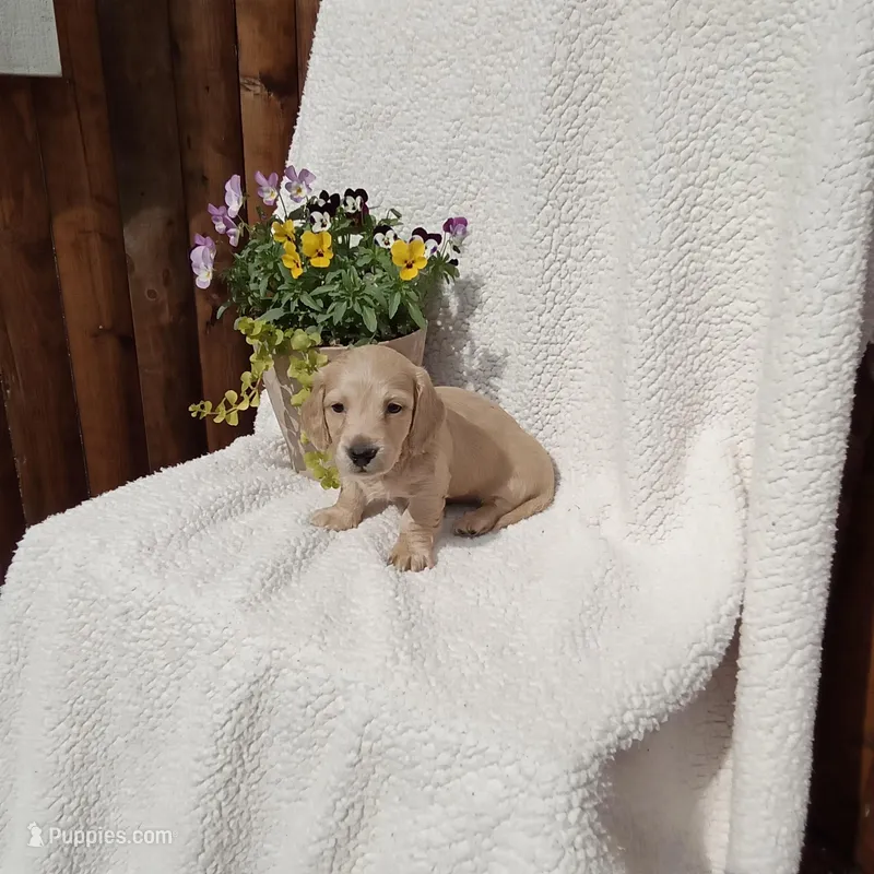 AKC Max – Miniature Dachshund puppy for sale in Christiana, PA