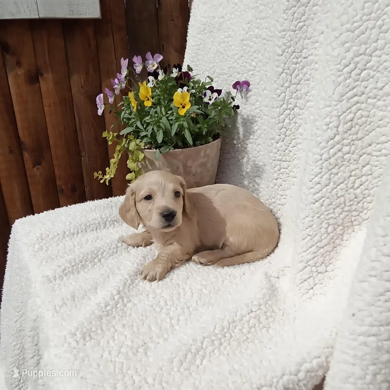 AKC Max – Miniature Dachshund puppy for sale in Christiana, PA