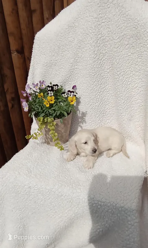 AKC Copper – Miniature Dachshund puppy for sale in Christiana, PA