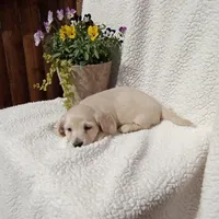 AKC Bella, a female Miniature Dachshund for sale in Christiana, PA – Photo 3 of 6