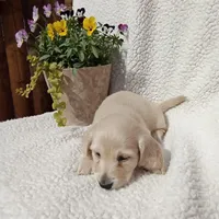 AKC Bella, a female Miniature Dachshund for sale in Christiana, PA – Photo 2 of 6