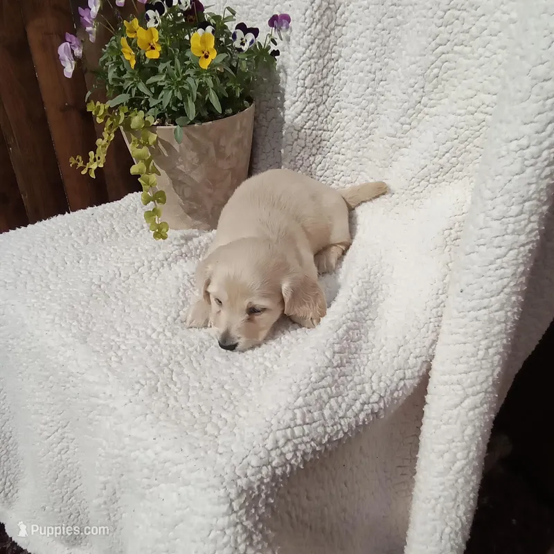 AKC Bella – Miniature Dachshund puppy for sale in Christiana, PA