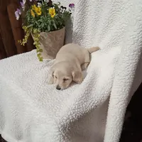 AKC Bella, a female Miniature Dachshund for sale in Christiana, PA – Photo 1 of 6