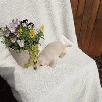 AKC Bella, a female Miniature Dachshund for sale in Christiana, PA – Photo 5 of 6