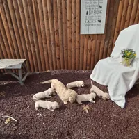 AKC Bella, a female Miniature Dachshund for sale in Christiana, PA – Photo 6 of 6