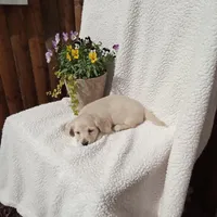 AKC Bella, a female Miniature Dachshund for sale in Christiana, PA – Photo 4 of 6