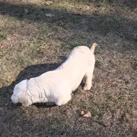 Jasper, a male Miniature Dachshund for sale in Christiana, PA – Photo 5 of 5