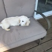 Jasper, a male Miniature Dachshund for sale in Christiana, PA – Photo 3 of 5