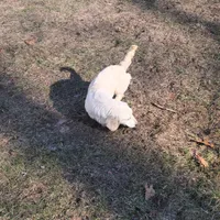 Jasper, a male Miniature Dachshund for sale in Christiana, PA – Photo 2 of 5