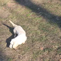Jasper, a male Miniature Dachshund for sale in Christiana, PA – Photo 4 of 5