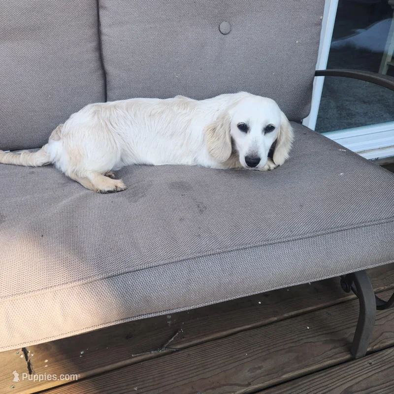 Jasper, a male Miniature Dachshund for sale in Christiana, PA – Photo 1 of 5