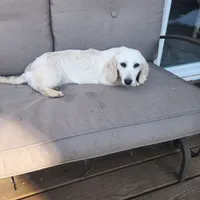 Jasper, a male Miniature Dachshund for sale in Christiana, PA – Photo 1 of 5