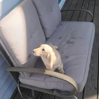 Sunshine , a female Miniature Dachshund for sale in Christiana, PA – Photo 5 of 9