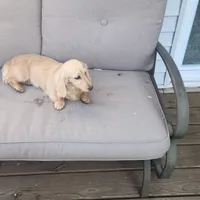 Sunshine , a female Miniature Dachshund for sale in Christiana, PA – Photo 3 of 9