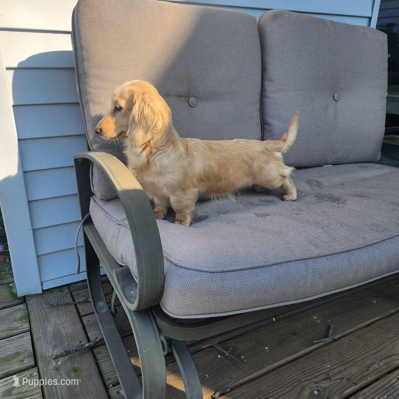Sunshine , a female Miniature Dachshund for sale in Christiana, PA – Photo 1 of 9