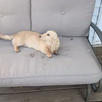 Sunshine , a female Miniature Dachshund for sale in Christiana, PA – Photo 9 of 9