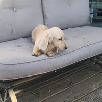 Sunshine , a female Miniature Dachshund for sale in Christiana, PA – Photo 4 of 9