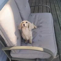 Sunshine , a female Miniature Dachshund for sale in Christiana, PA – Photo 7 of 9