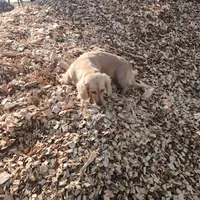 Sunshine , a female Miniature Dachshund for sale in Christiana, PA – Photo 8 of 9