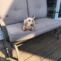 Sunshine , a female Miniature Dachshund for sale in Christiana, PA – Photo 6 of 9