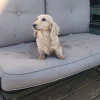 Sunshine , a female Miniature Dachshund for sale in Christiana, PA – Photo 2 of 9