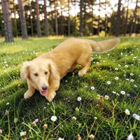 Biscuit, a male Miniature Dachshund for sale in Christiana, PA – 1 of 1