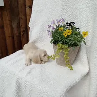 AKC Willow, a female Miniature Dachshund for sale in Christiana, PA – Photo 4 of 4