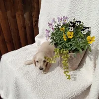 AKC Willow, a female Miniature Dachshund for sale in Christiana, PA – Photo 2 of 4