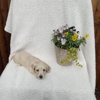 AKC Willow, a female Miniature Dachshund for sale in Christiana, PA – Photo 1 of 4