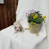 AKC Willow, a female Miniature Dachshund for sale in Christiana, PA – Photo 3 of 4