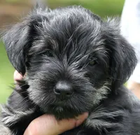 Black and Tan Male Orange Collar, a male Miniature Schnauzer for sale in Ham Lake, MN – 1 of 5