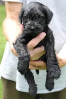Black Male Silver Collar, a male Miniature Schnauzer for sale in Ham Lake, MN – 2 of 5