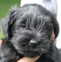 Black Male Brown Collar, a male Miniature Schnauzer for sale in Ham Lake, MN – 1 of 6