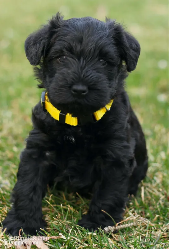 Black Male Yellow Collar – Miniature Schnauzer puppy for sale in Ham Lake, MN