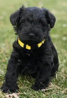 Black Male Yellow Collar, a male Miniature Schnauzer for sale in Ham Lake, MN – Photo 2 of 5